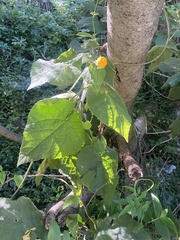 Abutilon grandifolium