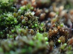 Bryum dichotomum