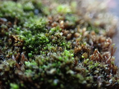 Bryum dichotomum