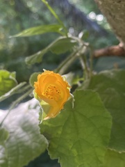 Abutilon grandifolium