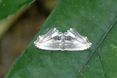 Rhombophylla edentata