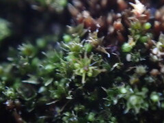 Bryum dichotomum