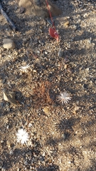 Mesembryanthemum crystallinum