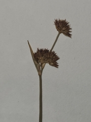 Juncus mertensianus