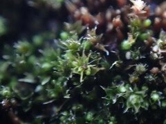 Bryum dichotomum