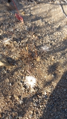 Mesembryanthemum crystallinum