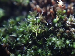 Bryum dichotomum