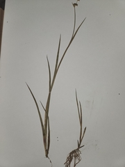 Juncus mertensianus