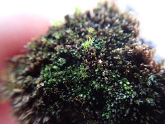Bryum dichotomum