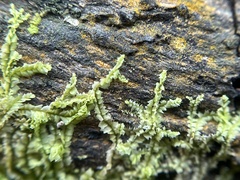 Lophocolea heterophylla