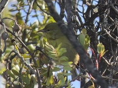 Chlorodrepanis virens