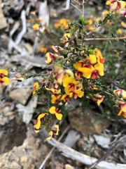 Dillwynia phylicoides