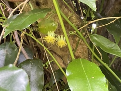 Passiflora tetrandra