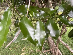 Passiflora tetrandra