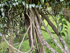 Passiflora tetrandra