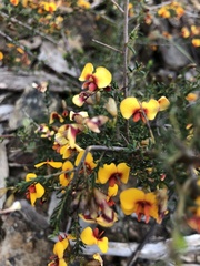 Dillwynia phylicoides