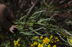 Senecio brasiliensis