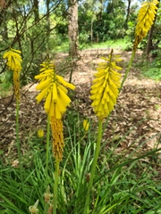 Kniphofia