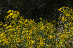 Senecio brasiliensis