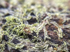 Lophocolea heterophylla