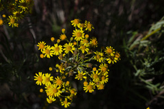 Senecio brasiliensis