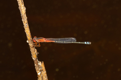 Xanthagrion erythroneurum
