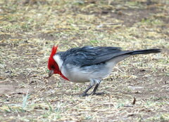 Paroaria coronata