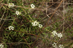 Platysace ericoides