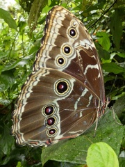 Morpho