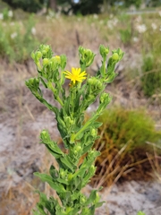 Chrysopsis scabrella
