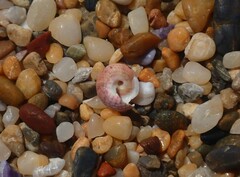 Cantharidella picturata