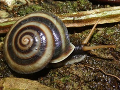 Labyrinthus uncigerus