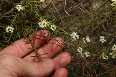 Platysace ericoides