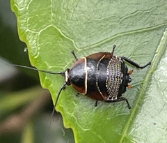 Ellipsidion australe