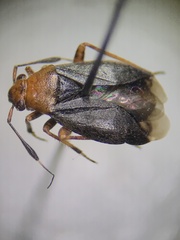 Capsus