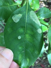 Phyllocoptes coprosmae