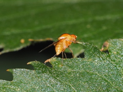 Lauxaniidae