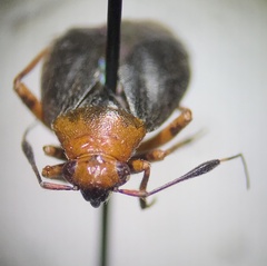 Capsus
