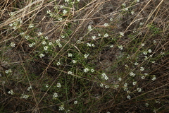 Platysace ericoides