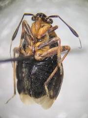 Capsus