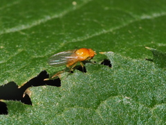 Lauxaniidae