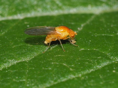 Lauxaniidae