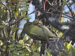 Chlorodrepanis virens