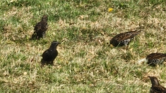 Sturnus vulgaris