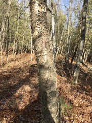 Betula alleghaniensis