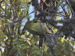 Chlorodrepanis virens