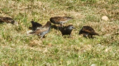 Sturnus vulgaris