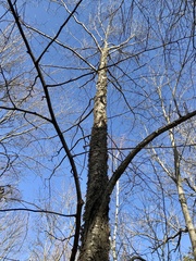 Betula alleghaniensis