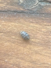 Anthrenocerus australis