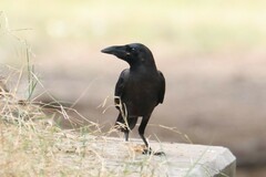 Corvus splendens